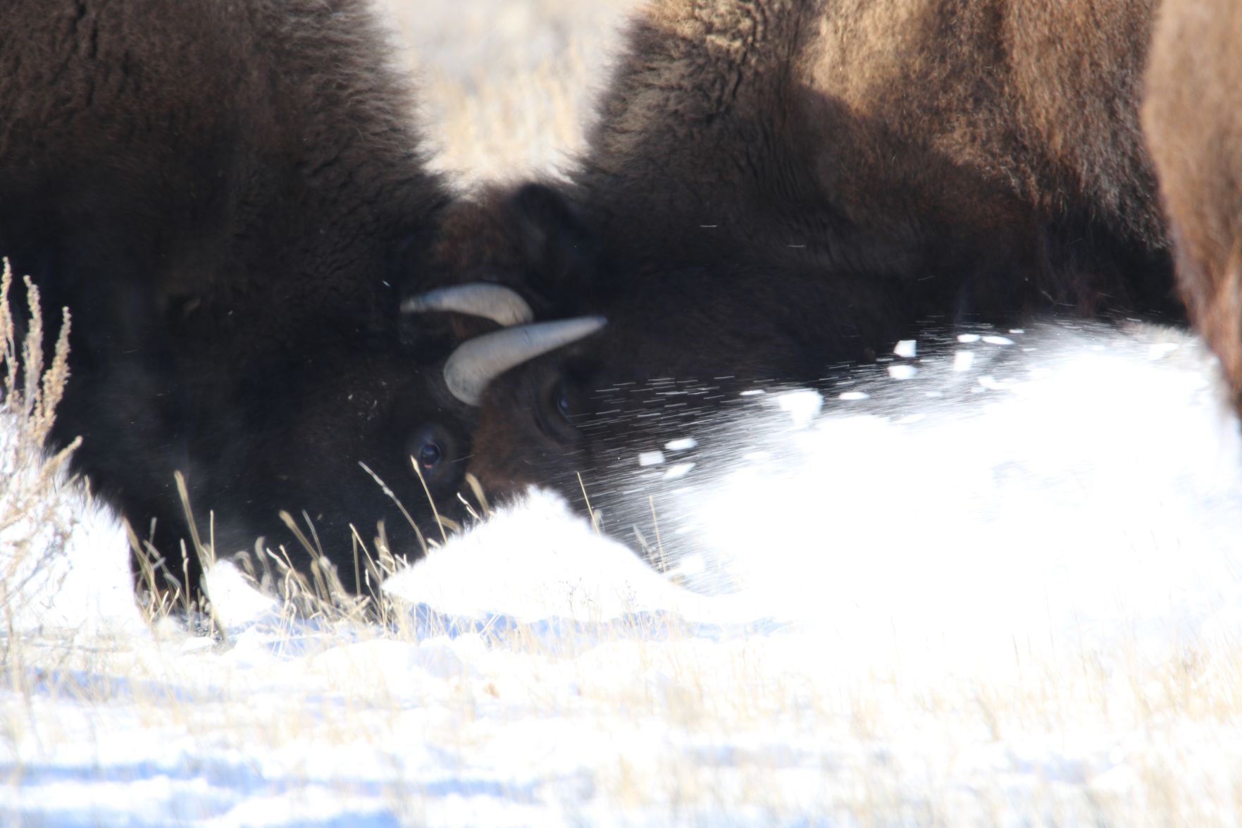 Bison Fight